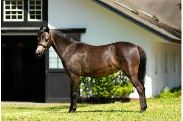 Nirvana Hot Daysha (Fairwinds Atzec Denali x Establo Caliente) IF to MAJIC