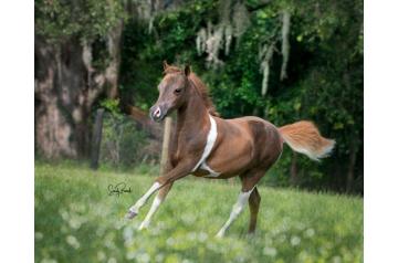 Penelope NMotion (Pecan Grove Chargers Customized x Alliance Dustys Feeling Fine)